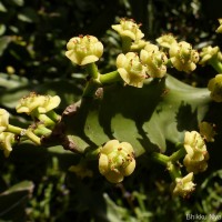 Euphorbia antiquorum L.